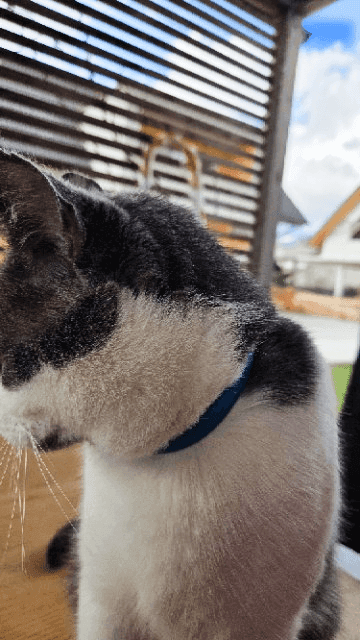 Naš Miki z ovratnico proti klopom Pet Care – zaščita za pse | luen.si