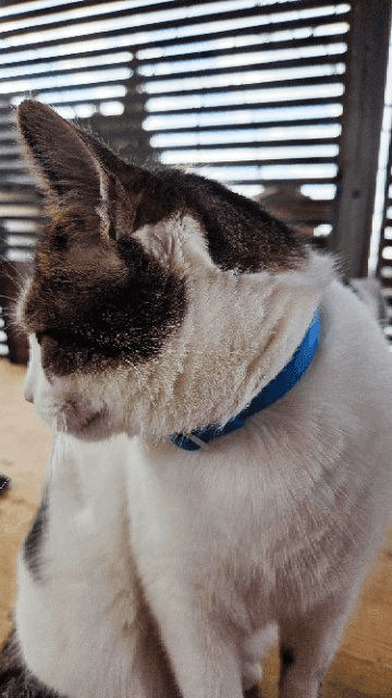 Naš Boris z ovratnico proti klopom Pet Care – zaščita za pse | luen.si