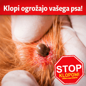 Klopi ogrožajo psa – zaščita psa pred klopi
